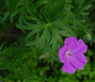 Bloody geranium Bloody geranium