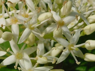 Common dogwood Common dogwood