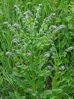Common Hound's Tongue Common Hound's Tongue