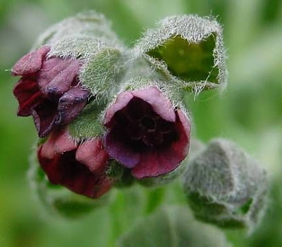 Common Hound's Tongue Common Hound's Tongue