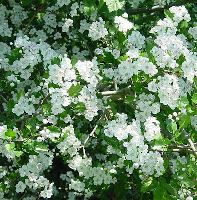 Biancospino selvatico Biancospino selvatico