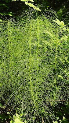 Equisetum telmateia Ehrh.