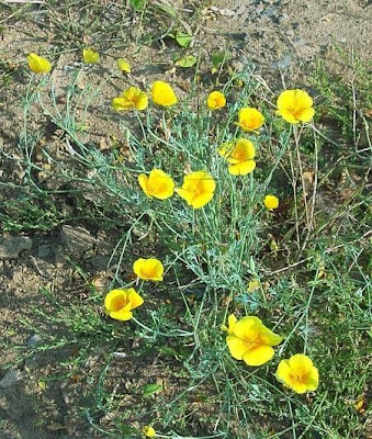 California goldenpoppy