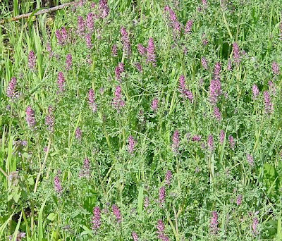 Common fumitory Common fumitory