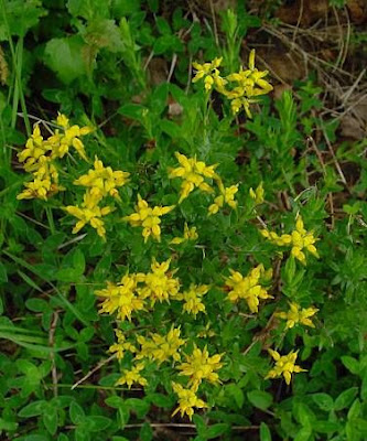 German Greenweed