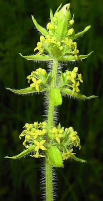 Crosswort Crosswort
