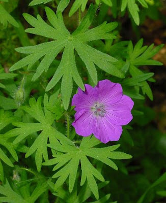 Bloody geranium Bloody geranium