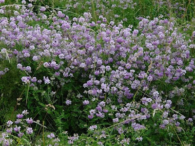 Ruda inglesa