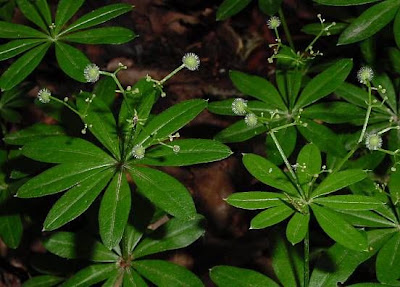 Woodruff Woodruff