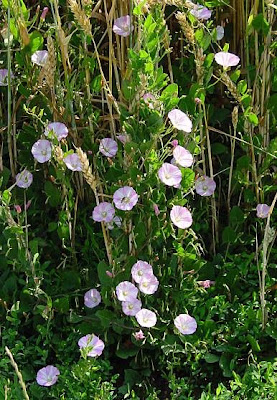 Corda-de-viola Corda-de-viola