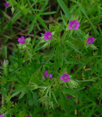 G�ranium � feuilles d�coup�es
