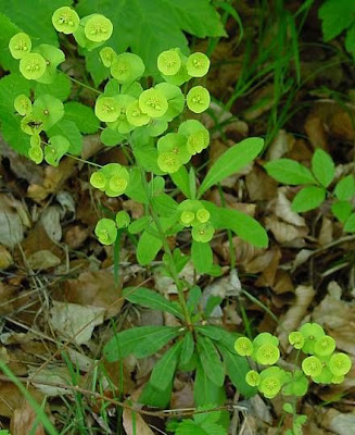 Euphorbia amygdaloides L.
