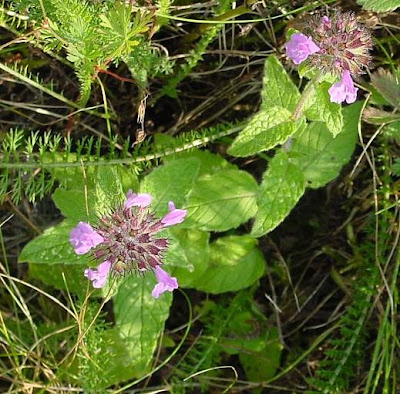 Clinopodium vulgare L.