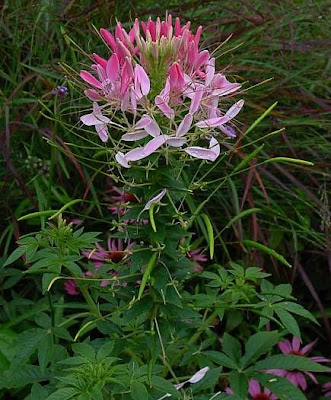 Cleome comune Cleome comune
