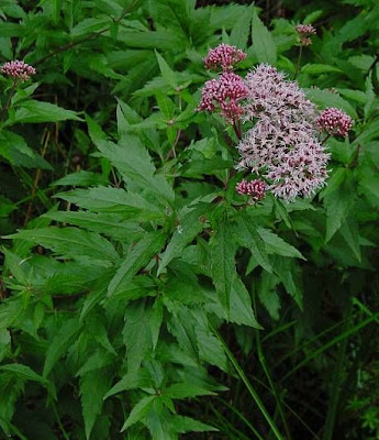Hemp-agrimony Hemp-agrimony