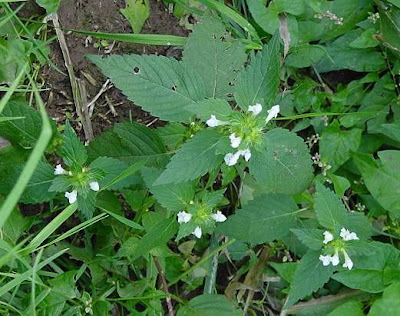 Galeopsis tetrahit,
bristlestem hempnettle,
brittle-stem hemp-nettle,
brittlestem hempnettle,
Canapa selvatica,
Canapetta comune,
common hemp-nettle,
galeopse,
gale&oacute;pse-comum,
Gemeiner Hohlzahn,
Hemp Nettle,
hemp-nettle