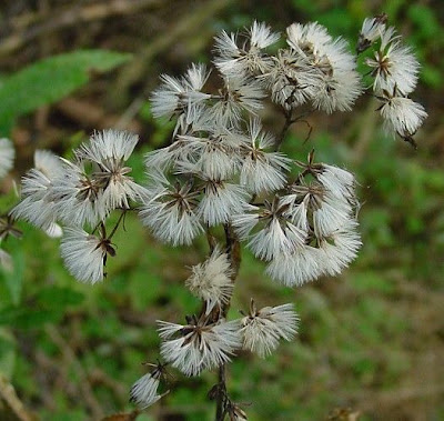 Hemp-agrimony Hemp-agrimony