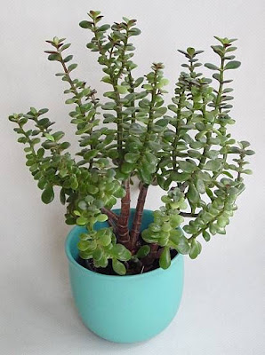 Dollarplant Dollarplant