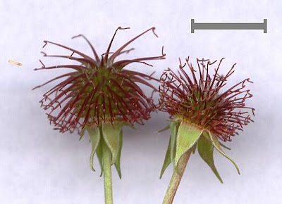 Bennet's-root Bennet's-root