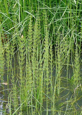 Equisetum fluviatile L.