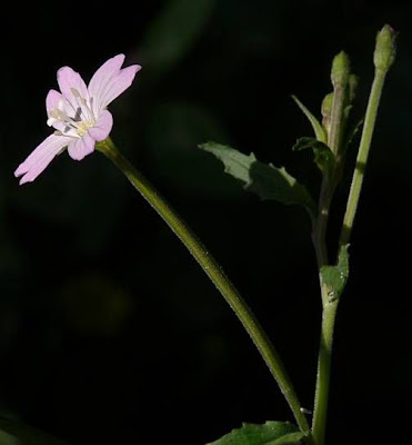 Broad Leaved Willowherb Broad Leaved Willowherb