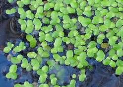 Lemna minor L.