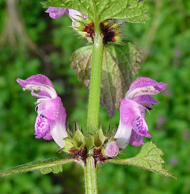 Lamium maculatum L.
