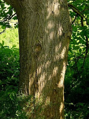 Juglans regia,
Carpathian walnut,
echte Walnu&szlig;,
English walnut,
hu tao,
Madeira walnut,
Noce comune,
nogal com&uacute;n,
nogal europeo,
nogal ingl&eacute;s,
nogueira-comum,
nogueira-europ&eacute;ia,
noyer commun,
Persian walnut,
Walnut