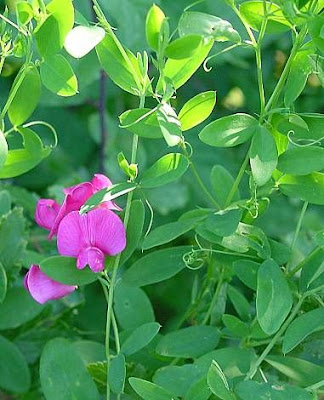 Tuberous-vetch