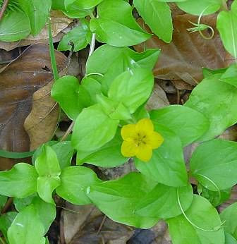 Yellow pimpernel