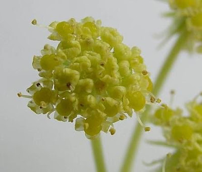 L�vistique officinale