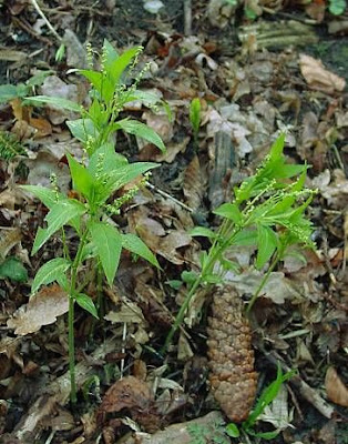Dog's mercury Dog's mercury