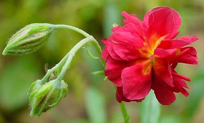 Impatiens balsamina,
Balsam,
balsamina,
Balsamina coltivata,
Balsamine,
balsamine des jardins,
Begli Uomini,
chachupina,
chico,
garden balsam,
Gartenspringkraut,
impatience,
madama,
rose balsam,
spotted snapweed,
touch-me-not