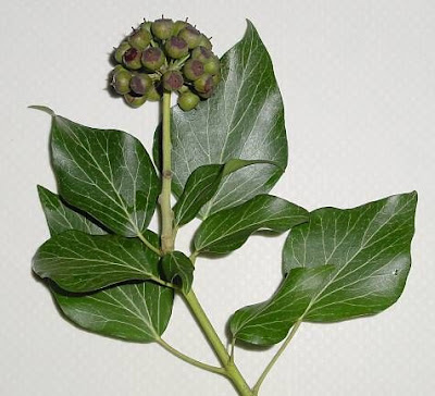 Hedera helix L.