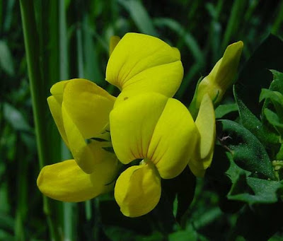 Garden bird's-foot-trefoil Garden bird's-foot-trefoil