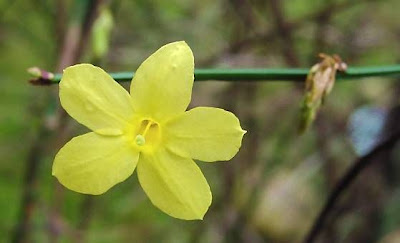 Jasminum nudiflorum,
jasmim-amarelo,
winter jasmine