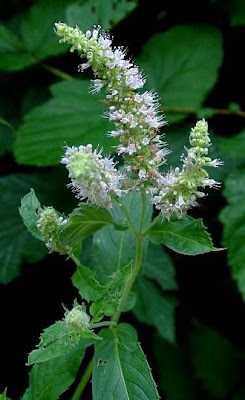 Mentha longifolia (L.) Hudson