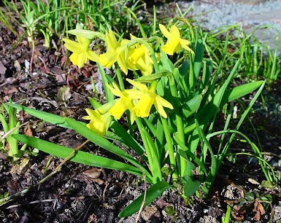 Narcissus pumilus