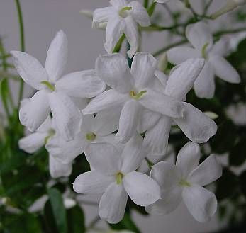 Jasminum polyanthum,
duo hua su xin