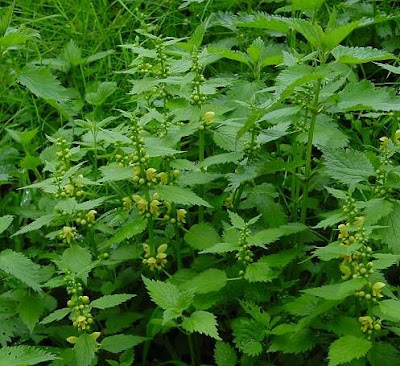 Yellow archangel Yellow archangel