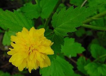 Kerria japonica pleniflora