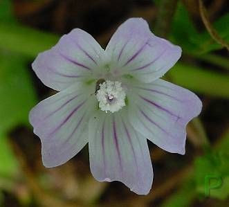 Dwarf mallow