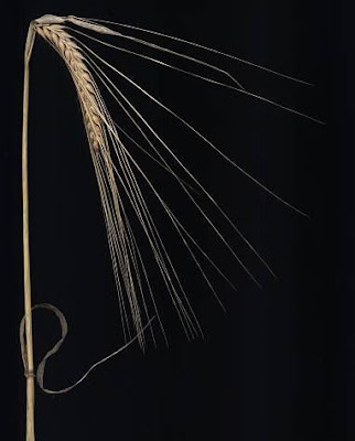 Cereal barley Cereal barley