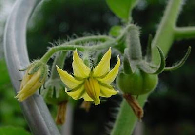 Garden tomato