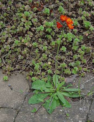 Fox-and-cubs