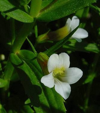 Gratiola,
hedge hyssop,
Hedge Nettle,
hedgehyssop