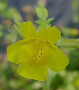 Common monkeyflower Common monkeyflower