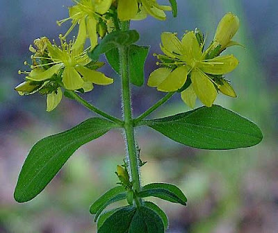 Hairy St. John's-wort