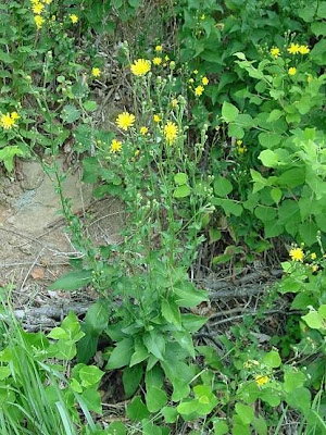 Common hawkweed
