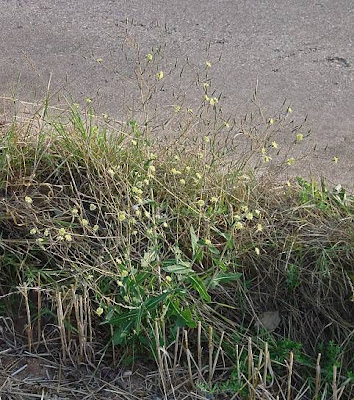Lactuca serriola,
alface-brava-menor,
alface-de-espinho,
alface-silvestre,
China lettuce,
Erba Bussola,
escarola,
laitue sauvage,
laitue scarole,
Lattona,
Lattuga selvatica,
lechuga espinaca,
lechuga silvestre,
prickly lettuce